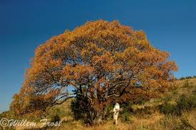 Image result for Kirkia