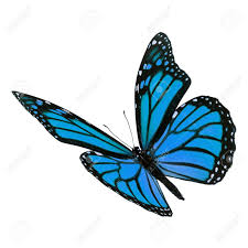 These are some of the images that we found within the public domain for your blue monarch butterfly aesthetic keyword. Schoner Blauer Monarch Schmetterling Isoliert Fliegen Auf Weissem Hintergrund Lizenzfreie Fotos Bilder Und Stock Fotografie Image 50362181