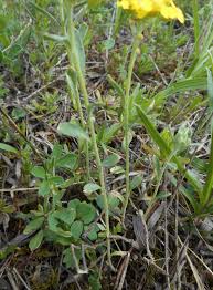 Image result for Oreophyton