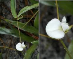 Image result for Galactia