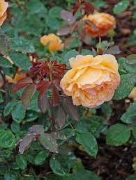 We did not find results for: How To Grow Roses Rose Garden Tips
