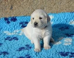 See more ideas about puppies, golden retriever, cute dogs. Dog Golden Retriever Puppy Pup Bitch Miss Red Pet Dog Dog Breed Domestic Canine Pets One Animal Pxfuel