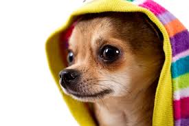 Maybe you would like to learn more about one of these? Winter Tips For Pets Pet Express