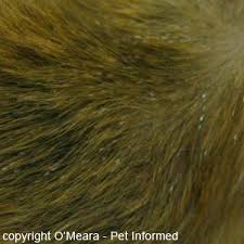 Image result for what do lice look like in dog fur