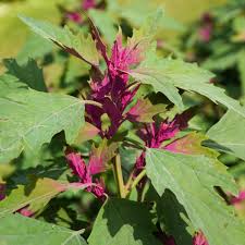 Image result for Chenopodium giganteum