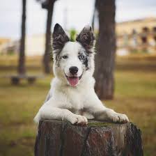 This crossbreed is large like a german shepherd, around 21 to 27 inches, weighing 70 to 80 pounds. Is The Border Collie Australian Shepherd Mix One Of The Perfect Dogs K9 Web