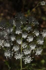 Image result for Pimpinella