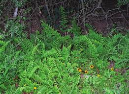 Image result for Cheilanthes similis