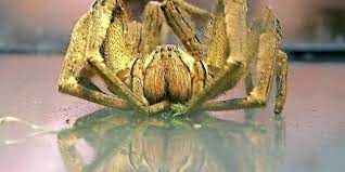 In blankenburg hat eine giftige spinne für einen schreckmoment bei kunden und angestellten eines supermarktes gesorgt. Giftige Spinne In Bananenkarton Entdeckt