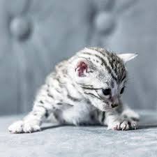 Bengal Cat Sisters Hunt A Robotic Fish In This Adorable Video Bengal Cat Silver Bengal Cat Bengal Kitten
