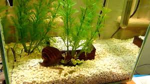 The water level should be 2x higher than the snail's shell and since it can vary, be sure what kind of snail you're buying. Giant Mystery Snail Youtube