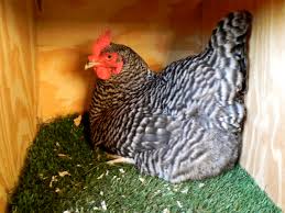 However, the odds of this happening are rare. The Hens Are Laying Daily Or Almost Raising Chickens At What Age Does A Hen Stop Laying How Long Does A Hen Lay How Long Does A Hen Live