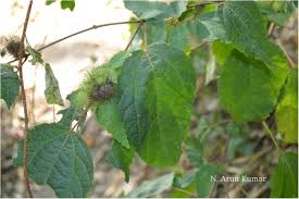 Image result for Triumfetta pilosa