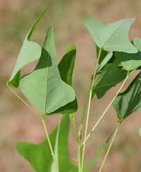 Image result for Polycarpaea eriantha