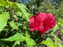 Image result for Hibiscus Red 2015 Vito
