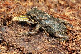 Absurd Creature Of The Week This Toad Isn T Eating A Bug The Bug Is Eating It Wired