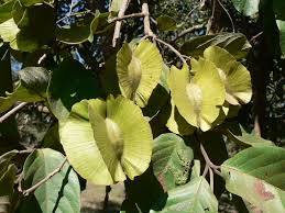 Image result for Combretum zeyheri