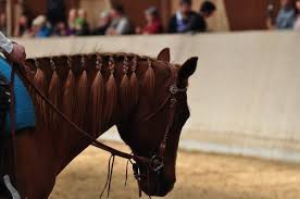 reiten westernreiten pferd erding landshut ewu stall reiten westernreiten pferd