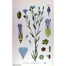 Image result for Linum usitatissimum