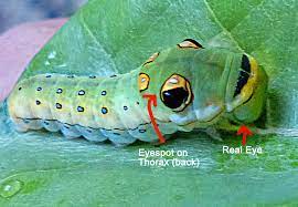 Maybe you would like to learn more about one of these? Insect Eyespots Amazing Nature