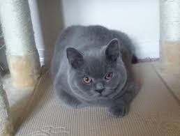 If you're looking for an exotic shorthair for sale, we can help you find one near you. Www Silverbrookcattery Com British Shorthair Kittens Kittens For Sale Cats For Sale Cat Kitten Kitten Adoption Avail Kitten Adoption Cats For Sale Cats
