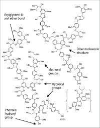 Schematic structure of spruce lignin, showing the common functional...