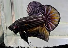 Imported Yellow Copper Halfmoon Plakat Giant Male Betta Fish 5 7 Cm 2 25 In Betta Fish Betta Fish