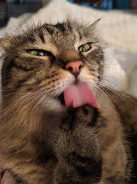 Natural remedies for cats, natural remedies for dogs Coughing Versus Vomiting Why Does My Cat Do That Just Cats Clinic