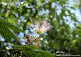 Image result for Albizia zimmermannii