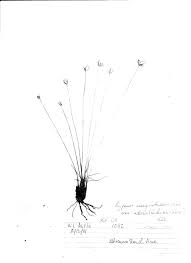 Image result for Cyperus margaritaceus
