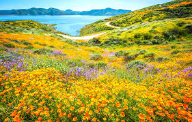 Maybe you would like to learn more about one of these? Anza Borrego Desert Spring Wildflowers Superbloom Fine Art Flickr