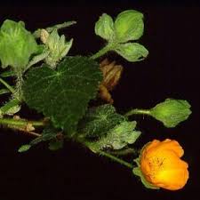 Image result for Abutilon sonneratianum