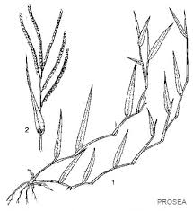 Image result for Sarcocornia decumbens
