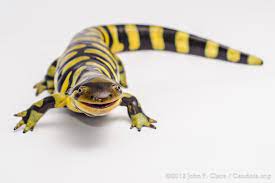 Ambystoma Mavortium Mavortium Barred Tiger Salamander Tiger Salamander Salamander Amphibians