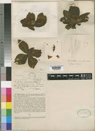 Image result for Crabbea