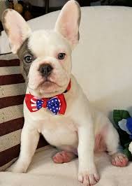 The frenchie makes a great family pet! French Bulldog Puppies For Sale Los Angeles For Sale Los Angeles San Fernando Valley Pets Dogs