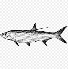 tarpon vector fish clip transparent library tarpon images clip art png image with transparent background toppng tarpon vector fish clip transparent