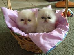 2 Cute Himalayan Persian Kittens For Sale In Nsw Www Takatsucattery Com Persian Kittens Fluffy Kittens Cute Cats And Dogs