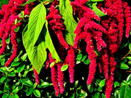 Image result for Amaranthus caudatus