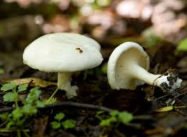 Image result for Clitopilus prunulus