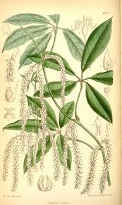Image result for Dioscorea quartiniana