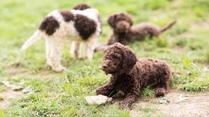 The romagnolo consider the retention of the working capabilities of the lagotto as being of paramount importance, thus with the founding of the world union of lagotto in italy in october 1998 came the decision endorsed by the italian breed. How The Truffle Hunting Dog Breed Lagotto Romagnolo Is Trained Robb Report