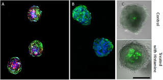 Maybe you would like to learn more about one of these? Human Cortex Spheroid With A Functional Blood Brain Barrier For High Throughput Neurotoxicity Screening And Disease Modeling Scientific Reports