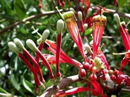 Image result for Tapinanthus dependens