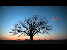 Founded in 1980, our team of arborists will help your home maintain beautiful & healthy trees. Tree Service Southbury Ct Removal Cutting Best Prices Reviews Youtube
