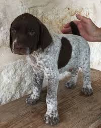 We did not find results for: German Shorthaired Pointer Puppies For Sale Bakersfield Ca 161065