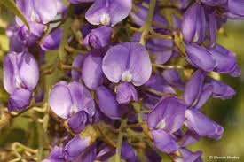 Image result for Bolusanthus