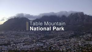 It was officially declared a national park on 29 may 1998 in order to protect the natural environment of the table mountain chain, especially the rare fybno vegetation. Table Mountain National Park Great Parks Of Africa Watch Free Online Documentaries Ihavenotv Com