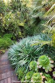 25 Colorful Foliage Ideas Foliage Plants List Foliage Garden Foliage Plants Tropical Landscaping Plants