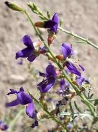 Image result for Indigofera roseo-caerulea